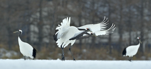 Dancing Cranes. The red-crowned crane (Scientific name: Grus japonensis), also called the Japanese crane or Manchurian crane, is a large East Asian crane.
