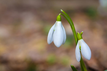 Spring snowdrop flowers blooming in sunny day