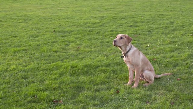 A fit young labrador retriever dog catching a ball and running out of frame in a field.
