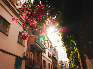 Beautiful tree with pink flowers - Bougainvillea in old european city Barcelona, Spain. Sun's rays seep through the leaves, light leaks. Amazing background.