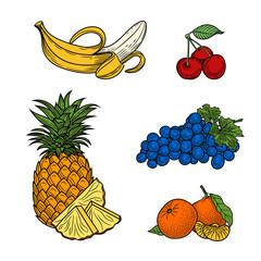 Botanical illustration. Fruit. Vector graphics.