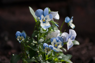 Fototapeta na wymiar White and Blue Viola Flowers
