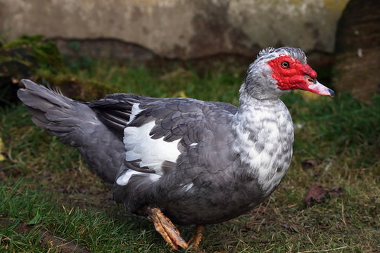 Warzenente Bilder Durchsuchen 1,008 Archivfotos, und