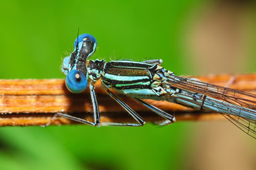Dragonfly on a plant.