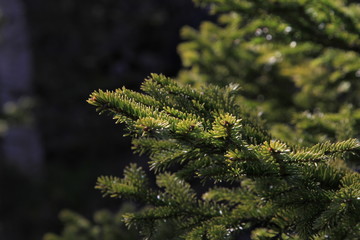 Pine