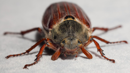 cockchafer bug. Extreme close up