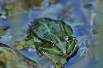Teichfrosch