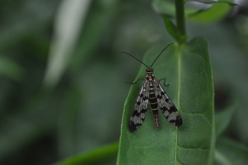 Skorpionsfliege