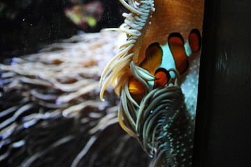 Anemonenfisch Nemo
