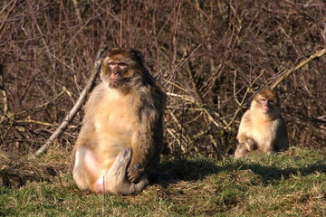 berberaffe