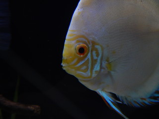 Cobalt discus fish in aquarium, close up