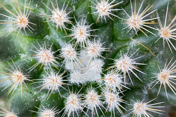 A macro view of cactus spines. Green cacti surface with sharp spikes.