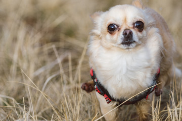 Cute long-haired beige chihuahua dog playing in the field, running