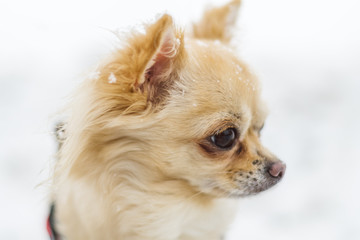 Cute long-haired beige chihuahua dog playing in the snow