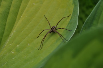 Krabbenspinne M&auml;nnlich