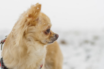 Cute long-haired beige chihuahua dog playing in the snow