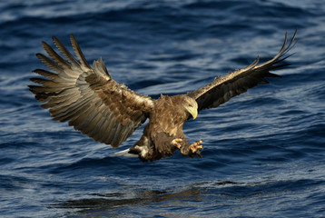 White-tailed eagle fishing. Adult white-tailed eagle (Scientific name: Haliaeetus albicilla), also known as the ern, erne, gray eagle, Eurasian sea eagle and white-tailed sea-eagle