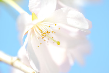 Obraz premium Closeup von blühender japanischer Kirschblüte