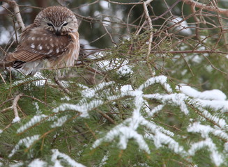 Northern Saw-whet Owl (Aegolius acadicus) in wilderness, close-up
