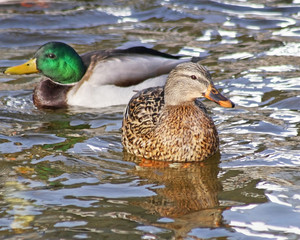 A Mallard Hen and a Mallard Drake swimming on calm blue waters
