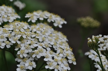 Schafgarbe wei&szlig;