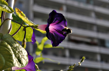 Hummel an Bl&uuml;te