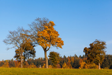  Stimmungsvolle Landschaft im Herbst Baumkrone