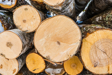 Fototapeta premium timber, sawn trees of birch and poplar