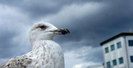 Seagull with dark clouds