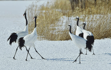 Dancing Cranes. The red-crowned crane (Scientific name: Grus japonensis), also called the Japanese crane or Manchurian crane, is a large East Asian crane.
