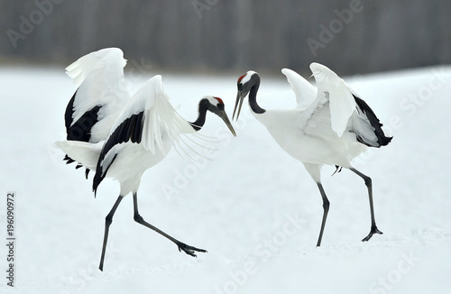 Dancing Cranes The Red Crowned Crane Scientific Name Grus