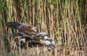 Rohrweihe mit Jungen am Nest