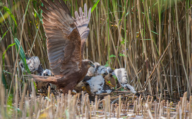 Rohrweihe mit Jungen am Nest
