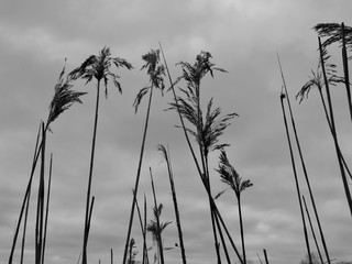 Gräser gegen den Himmel