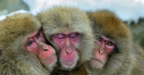 Snow monkeys family warming themselves against on cold winter weather.   The Japanese macaque ( Scientific name: Macaca fuscata), also known as the snow monkey.
