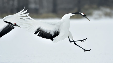 Dancing Cranes. The red-crowned crane (Scientific name: Grus japonensis), also called the Japanese crane or Manchurian crane, is a large East Asian crane.   © Uryadnikov Sergey