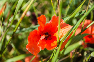 Rote Mohnblume auf dem Feld