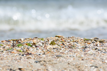 Seashells on a sandy beach near the sea, summer sunny day. Sea wave.