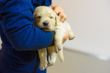 An adorable golden retriever puppy is sleeping in a woman's arm