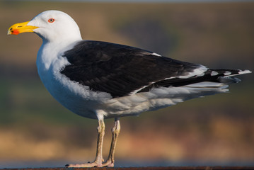 Obraz premium Great Black-backed Gull, Larus marinus, in close-up