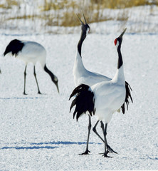 Dancing Cranes. The red-crowned crane (Scientific name: Grus japonensis), also called the Japanese crane or Manchurian crane, is a large East Asian crane.
