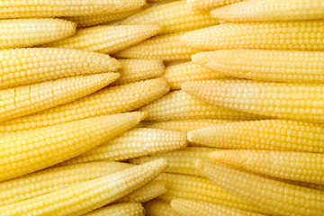 Fresh young baby corn as background