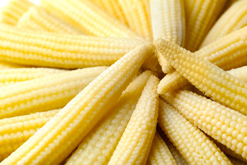 Fresh young baby corn, closeup