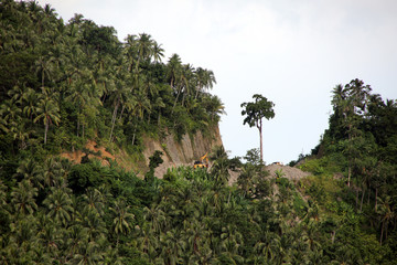 Strassenbau durch den Palmenwald