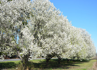 Pear Trees in a row