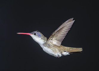 Fototapeta premium Violet-capped Hummingbird (Goldmania violiceps) hovering, Ajijic, Jalisco, Mexico