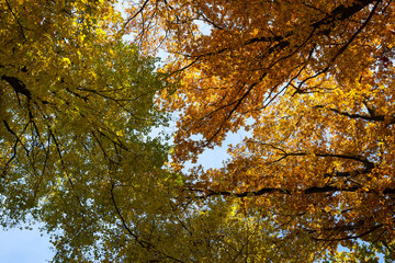Baumkronen im Herbst