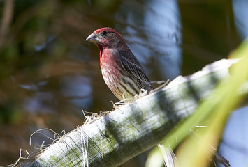 House Finch (Carpodacus mexicanus) perched in tree, (Cynanthus latirostris), San Juan Cosala,...
