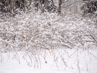 Tree branches covered with snow after snowfall close up