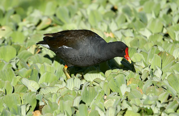 Common Moorhen (Gallinula chloropus) searching for food among water hyacinth, Lake Chapala, Jocotopec, Jalisco, Mexico